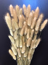 Bunny Tail - 100 Natural // Preserved Dried & Bleached Bunny Tail Boho Wedding Flowers // Dried Flowers // Home Decor - CaliforniaFlowerGrowers.com